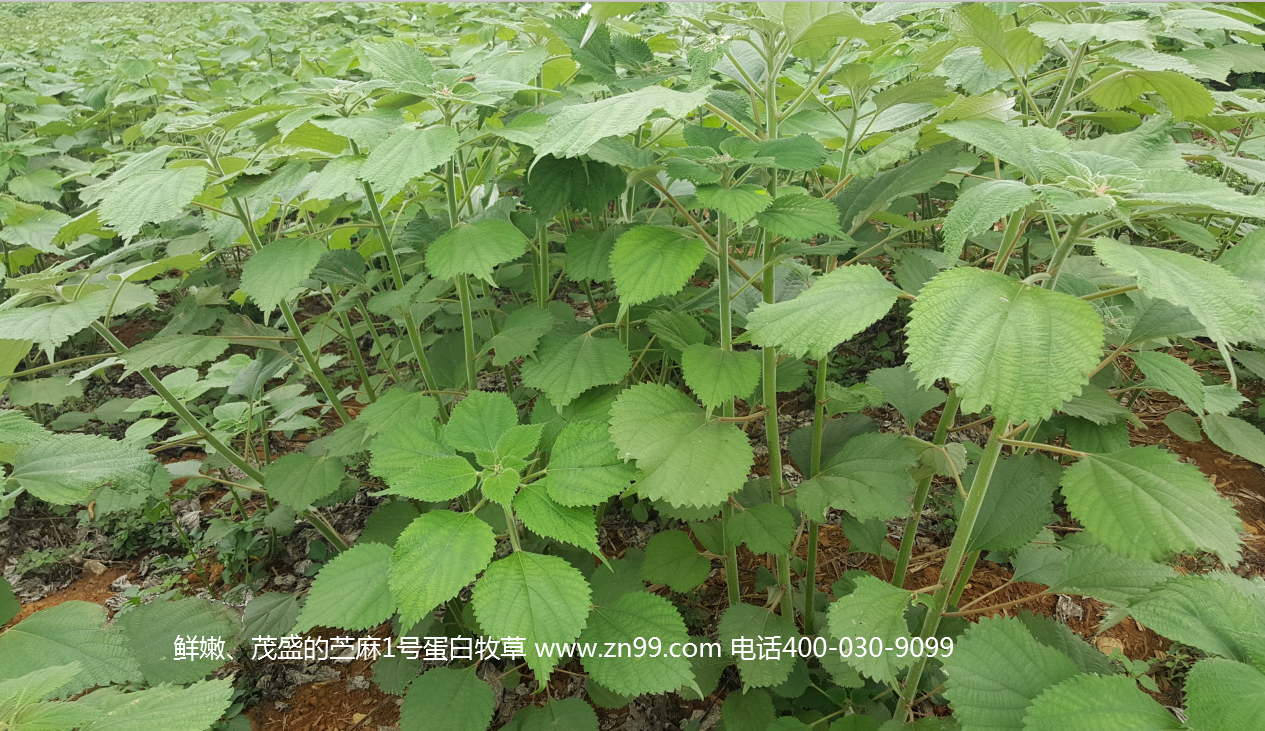 苧麻1號蛋白牧草——高蛋白高氨基酸藥草兼用，四季多年生超高產(chǎn)牧草