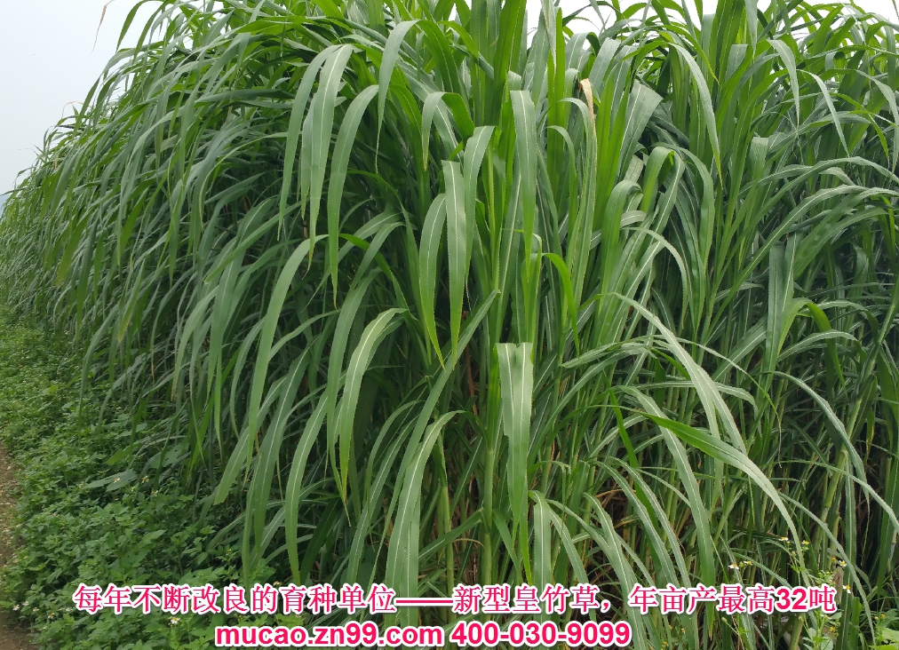 產(chǎn)量超高的牧草品種——新型皇竹草，熱研4號王草，產(chǎn)量超高的牧草品種，已經(jīng)暫停推廣