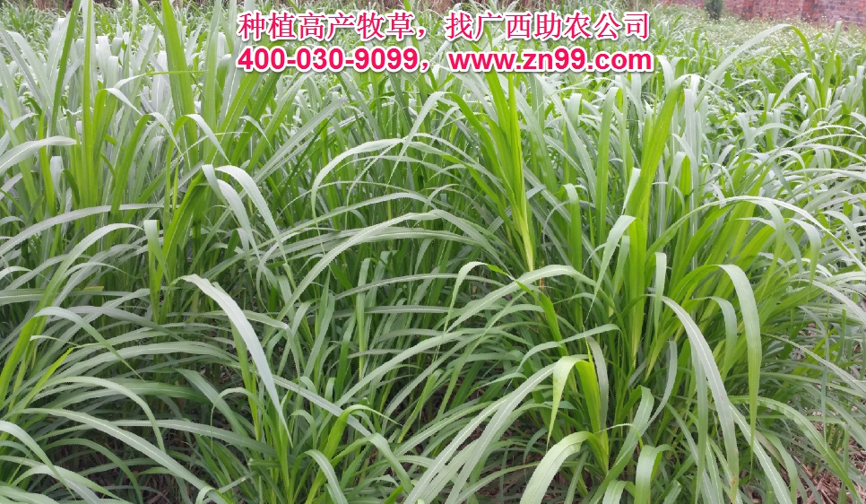 廣西助農(nóng)2026年優(yōu)質(zhì)高產(chǎn)牧草品種報價一覽表，種植高產(chǎn)牧草，有效降低養(yǎng)殖成本，提高肉質(zhì)提高效益！