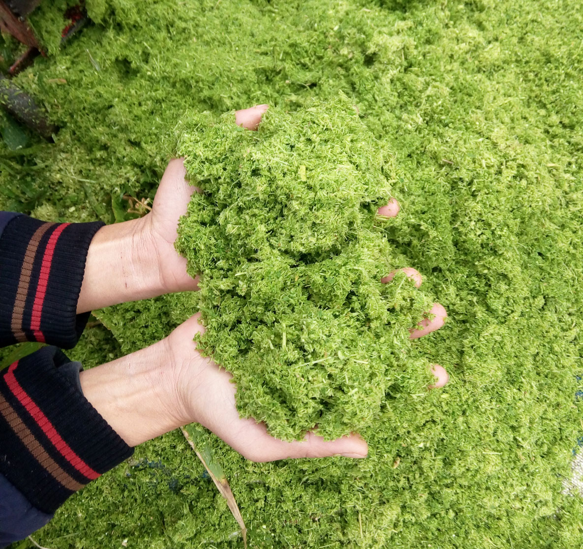 青綠牧草秸稈多功能超細(xì)粉碎打漿機(jī)小型中型大型各種機(jī)械齊全，養(yǎng)殖場夢想中的降低飼料成本的好機(jī)器