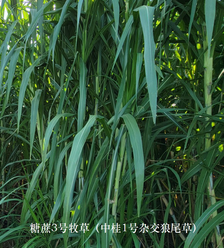 糖蔗3號牧草（中桂1號雜交狼尾草），禾本科多年生高產(chǎn)、高碳水化合物（高糖）新品種