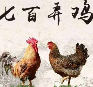 七百弄雞——一吃難忘的優(yōu)質(zhì)肉雞品種，廣西壯族自治區(qū)河池市大化縣特產(chǎn)，全國(guó)農(nóng)產(chǎn)品地理標(biāo)志