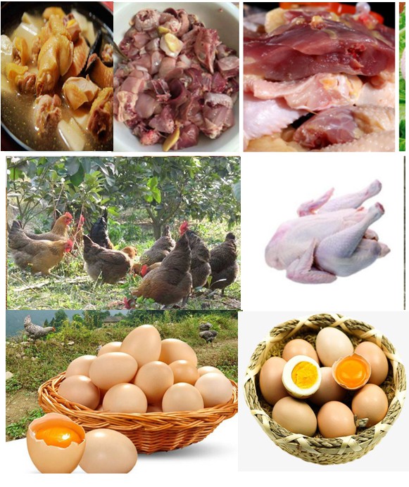 優(yōu)質(zhì)肉雞——采用微生物技術(shù)（發(fā)酵飼料、益生菌保健、中草藥無(wú)抗養(yǎng)殖等）放養(yǎng)養(yǎng)殖的各種土雞、閹雞、項(xiàng)雞、老水雞等，肉質(zhì)自然濃香一吃不忘