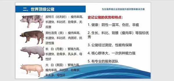 史記豬精，以“精”降本、以“種”增效--提高養(yǎng)殖者的經(jīng)濟(jì)效益！