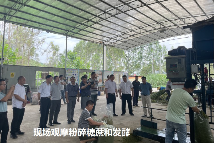 現(xiàn)場(chǎng)觀摩粉碎糖蔗和發(fā)酵.jpg