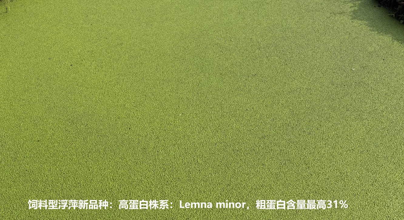 飼料型浮萍新品種：高蛋白株系：Lemna minor，國際編號7868，粗蛋白含量最高31%.jpg