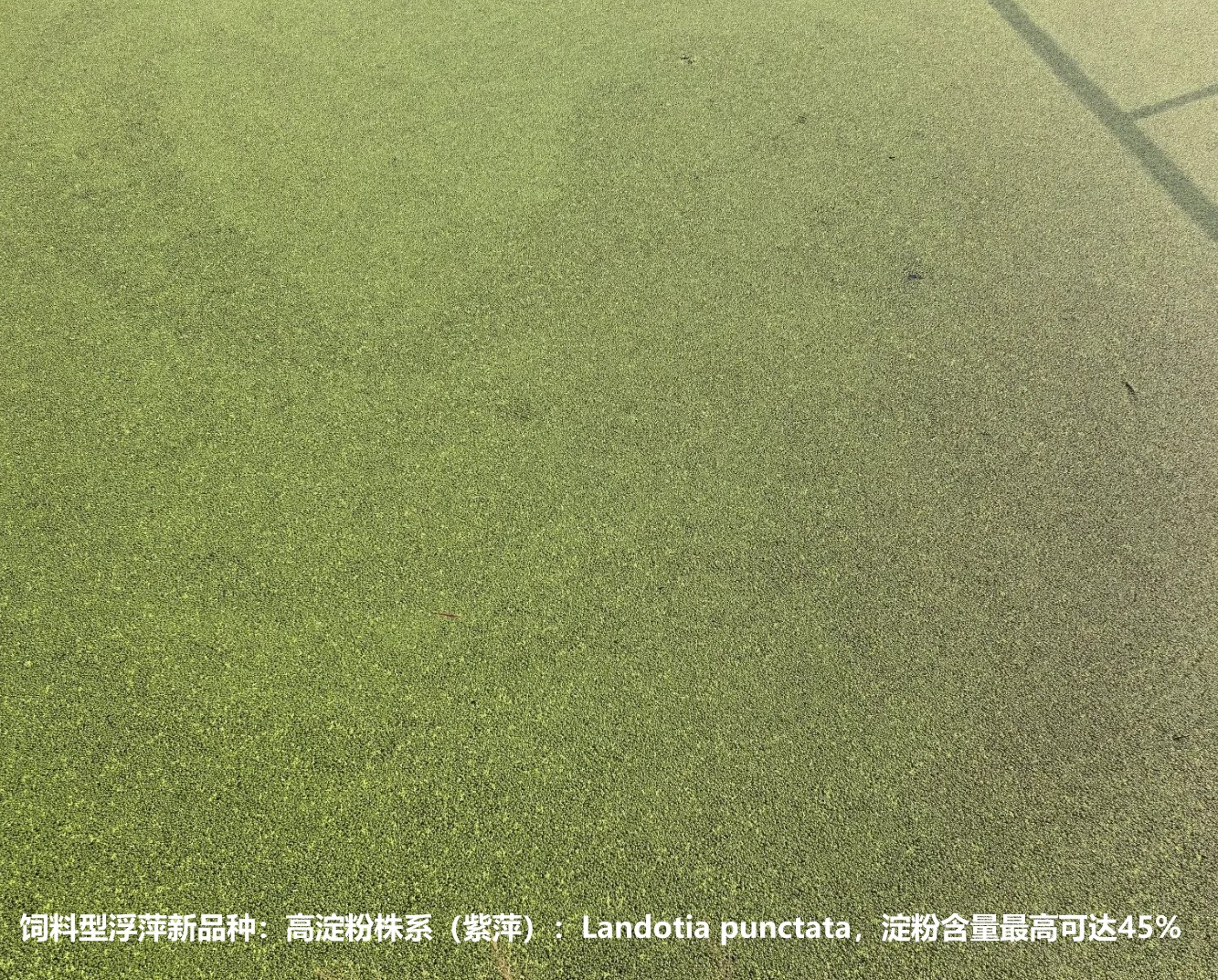 飼料型浮萍新品種：高淀粉株系（紫萍）：Landotia punctata，國際編號0001，淀粉含量最高可達(dá)45%.jpg