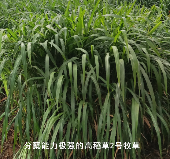 高稻2號(hào).png