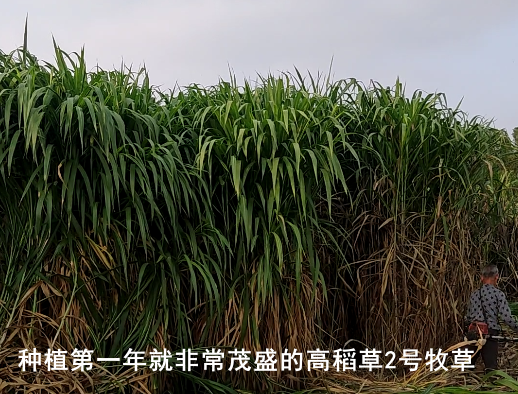 高稻2號(hào)1.png