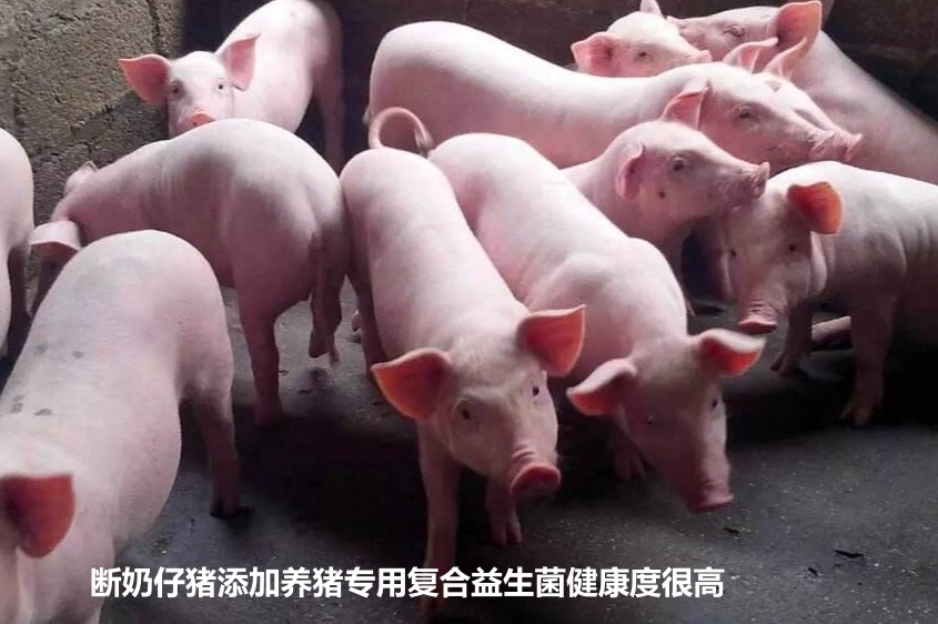 斷奶仔豬添加養(yǎng)豬專用復(fù)合益生菌健康度很高.jpg