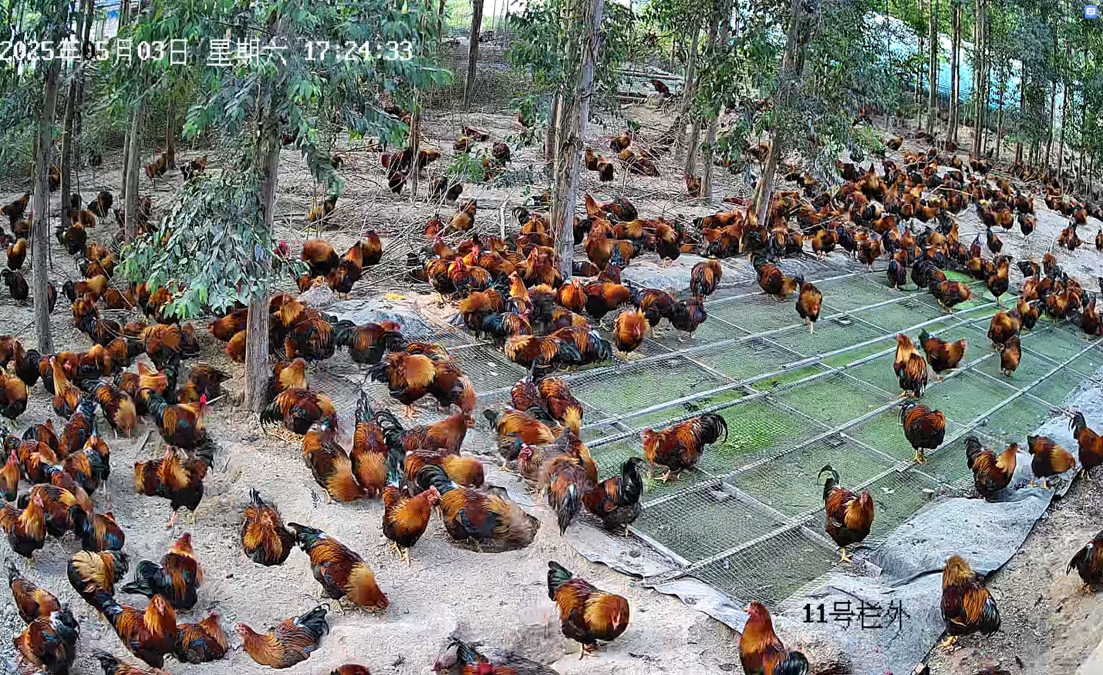 養(yǎng)雞運(yùn)動場生產(chǎn)浮萍2.jpg