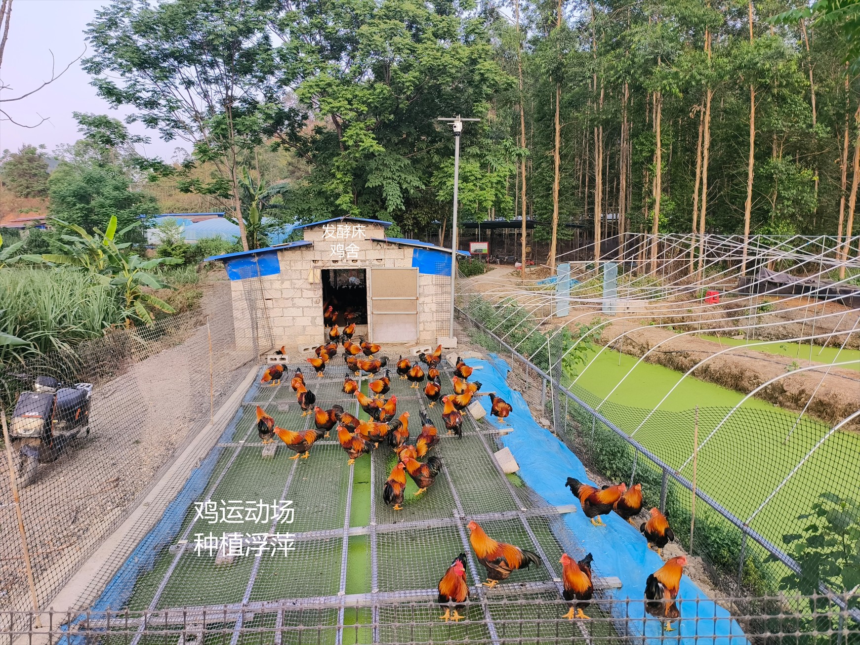 一種在雞運(yùn)動場耦合浮萍培養(yǎng)與節(jié)糧型低成本養(yǎng)殖的生態(tài)循環(huán)方法12.jpg