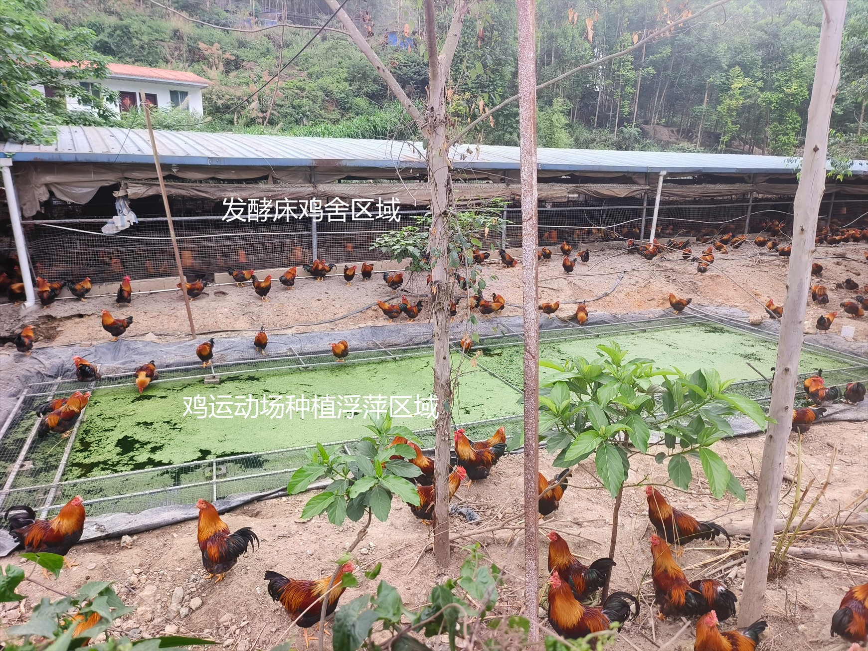 一種在雞運(yùn)動場耦合浮萍培養(yǎng)與節(jié)糧型低成本養(yǎng)殖的生態(tài)循環(huán)方法13.jpg
