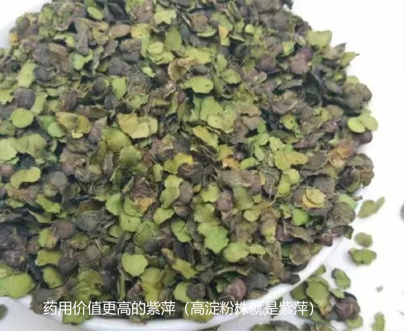 浮萍的藥用價值3.jpg