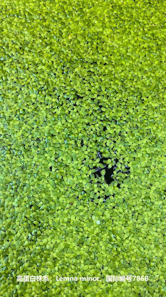 高蛋白株系：Lemna minor，國際編號7868.jpg