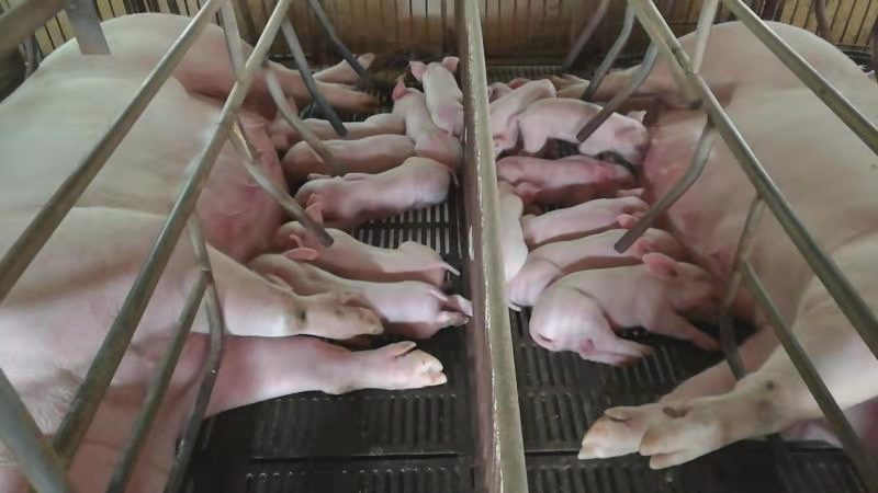 發(fā)酵牧草水線飼喂漂亮的母豬和仔豬.jpg