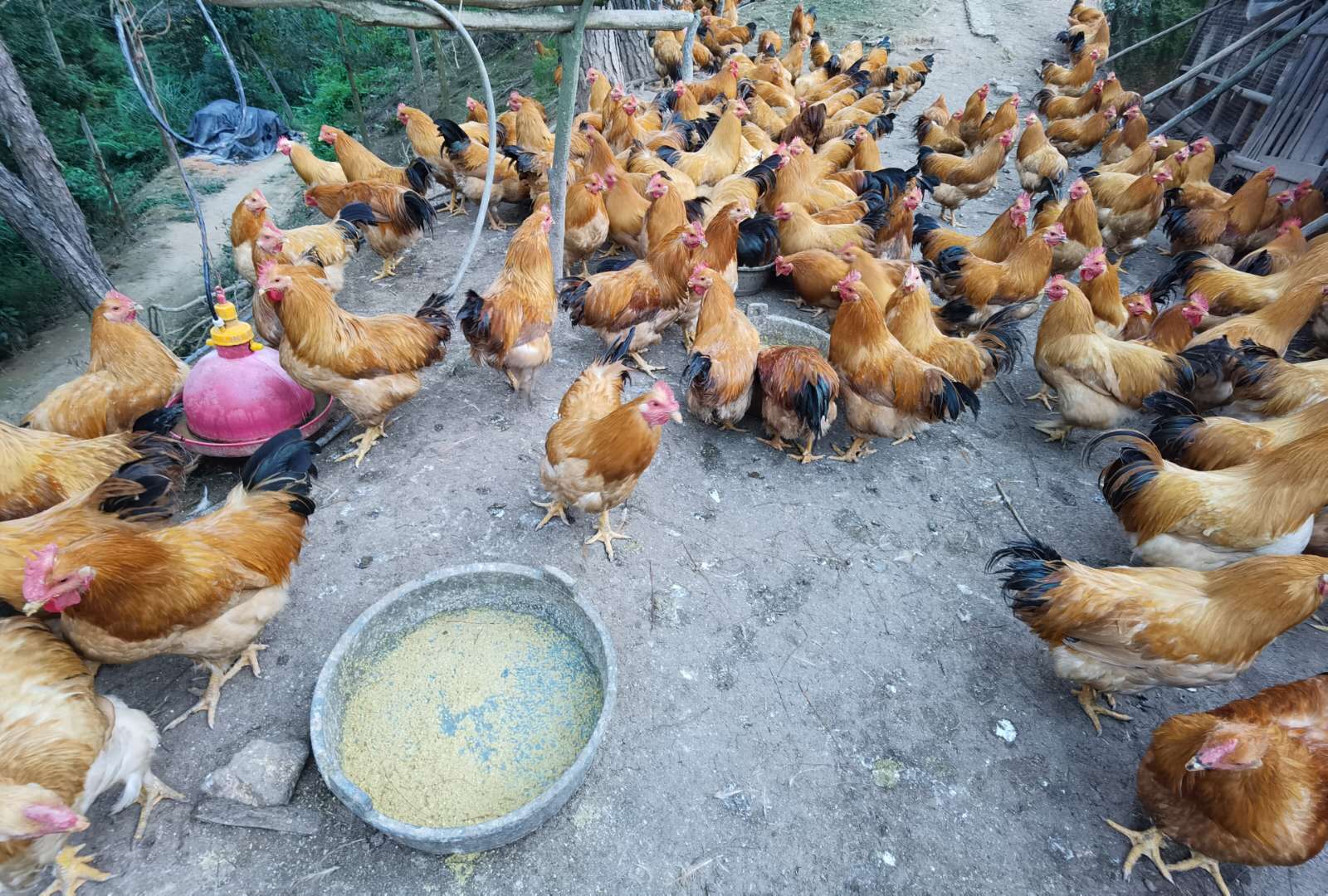 飼喂發(fā)酵飼料的雞場(chǎng)1.jpg