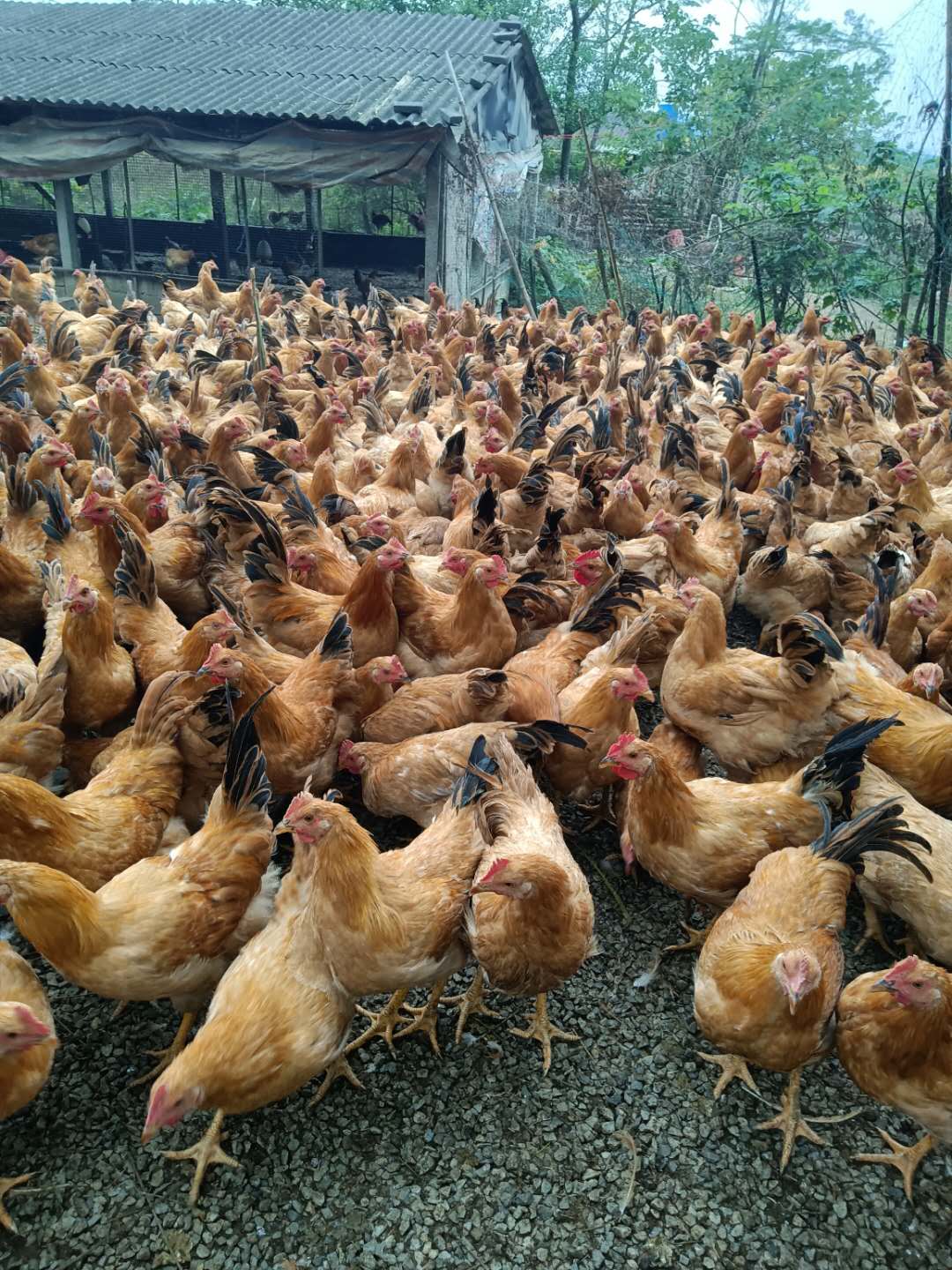 使用益生菌高密度養(yǎng)雞現(xiàn)場(chǎng)4.jpg
