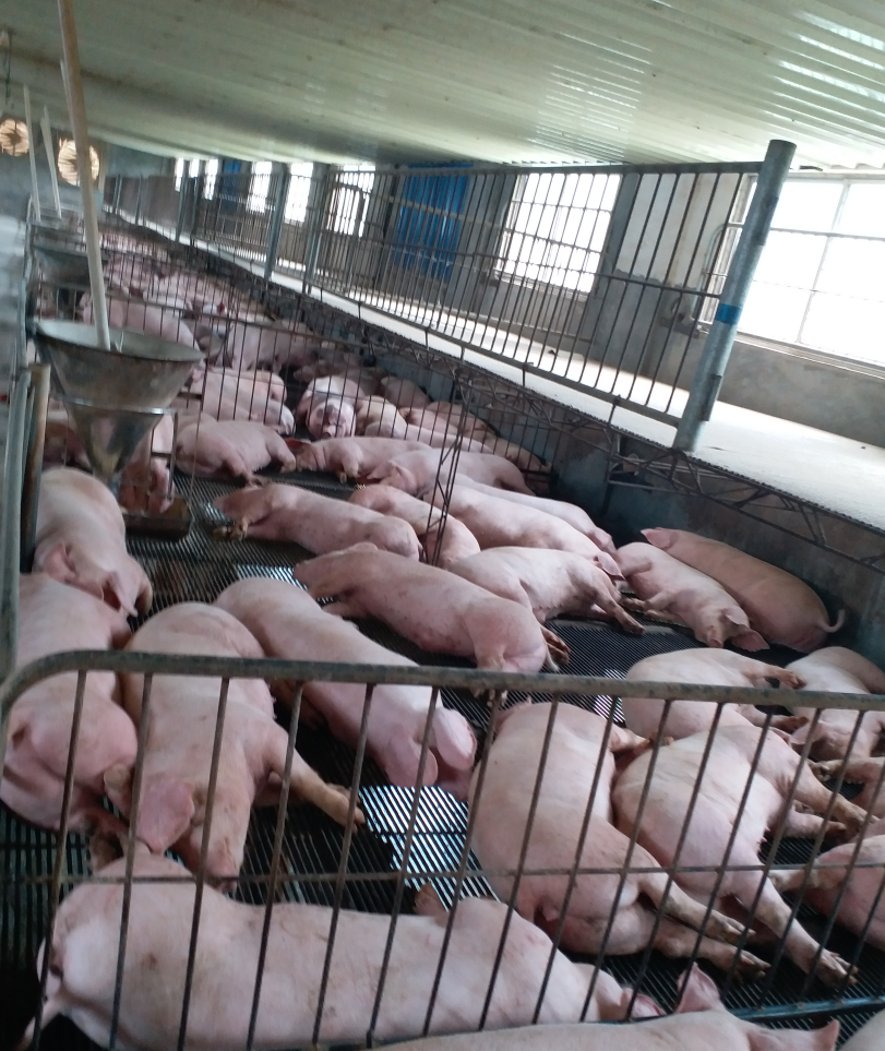 養(yǎng)豬專用復合益生菌4.jpg