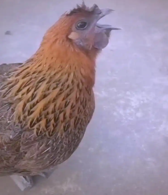 2430475E58186D5810DF215A0DF8D07E.png