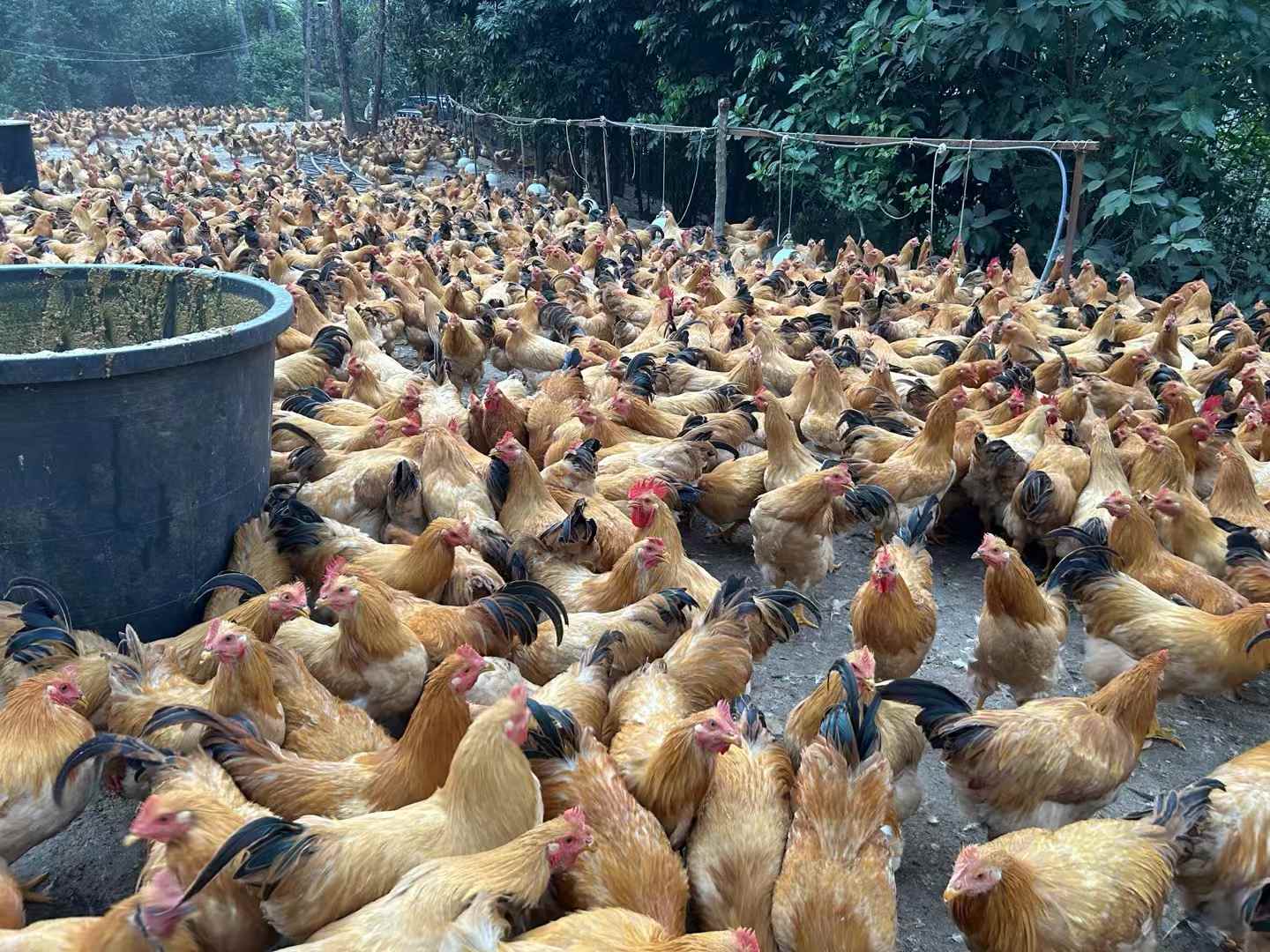 發(fā)酵飼料養(yǎng)雞降本增效明顯，雞場不臭雞病少雞肉香1.jpg