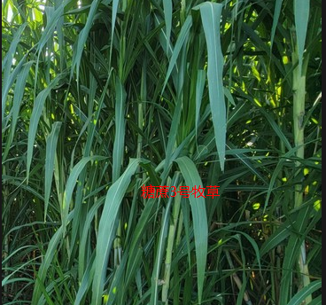 糖蔗3號牧草.png