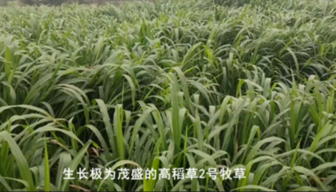 高稻2號牧草.png