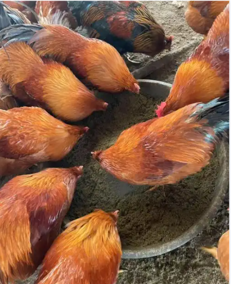 截圖20260320100208.png