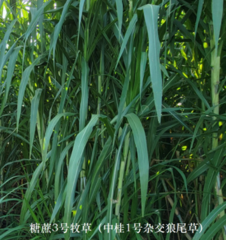 c0df626abb17a9bca5423da5db67d261_17739759189694273.png