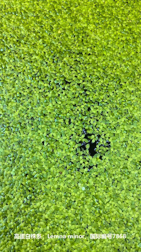 17587849127742826.jpg