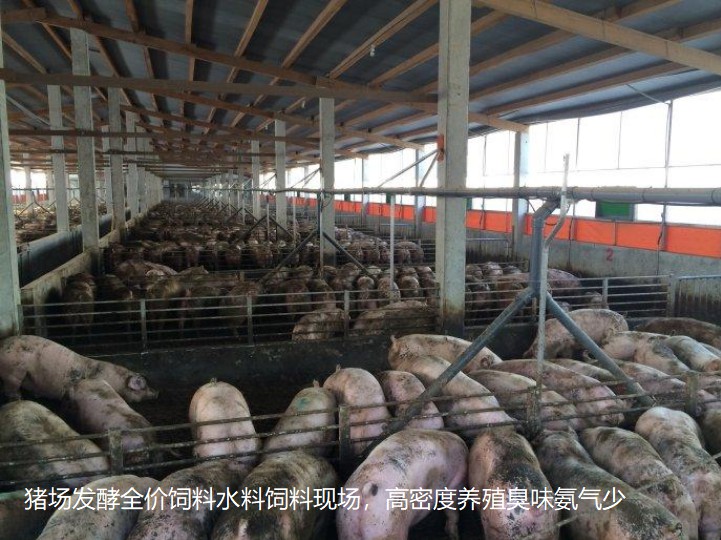 豬場(chǎng)發(fā)酵全價(jià)飼料水料飼料現(xiàn)場(chǎng)，高密度養(yǎng)殖臭味氨氣少.jpg