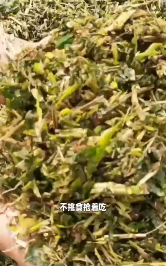 1CA884943256B123CB45E8F72ED157E7.png