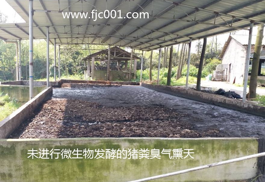 未經(jīng)發(fā)酵的豬糞臭氣熏天.jpg