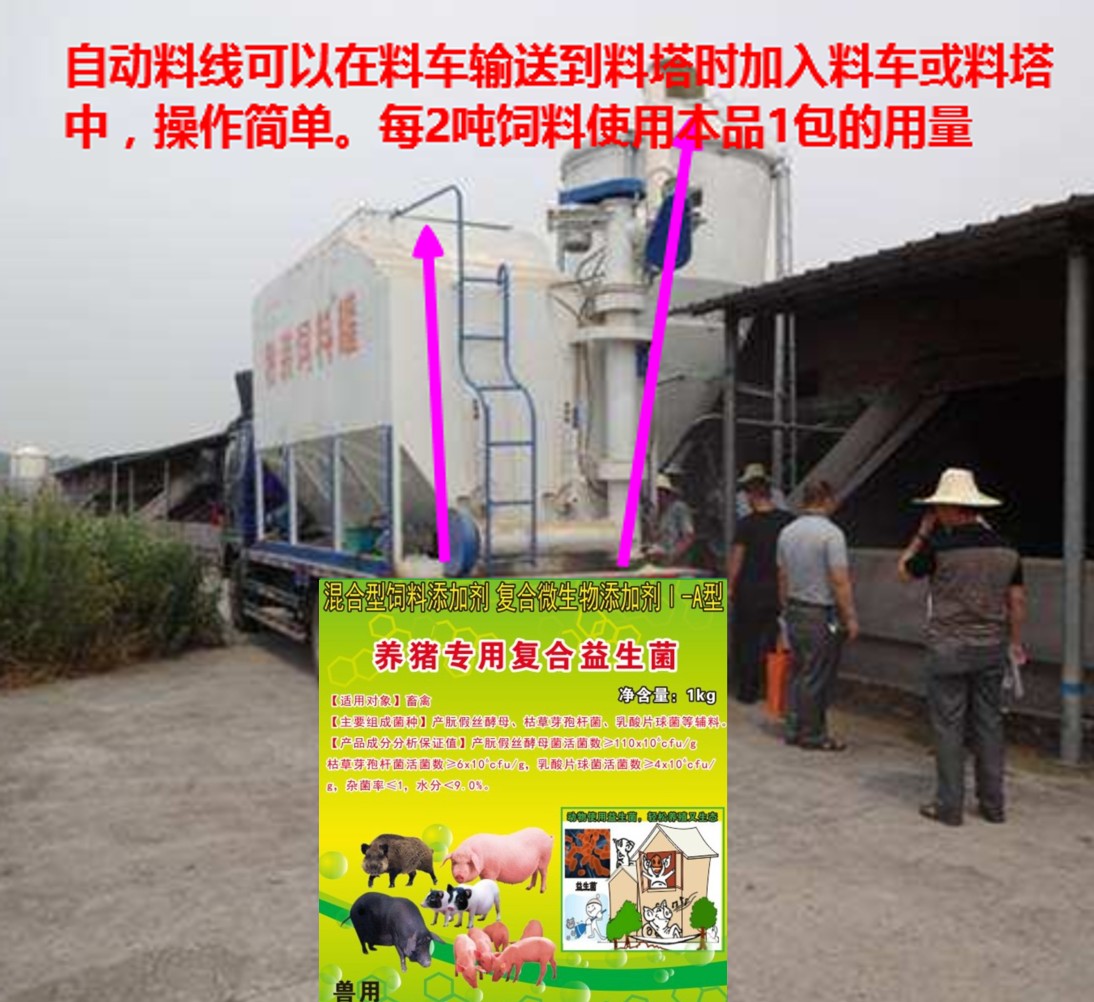 養(yǎng)豬專用復合益生菌加入自動料線.jpg