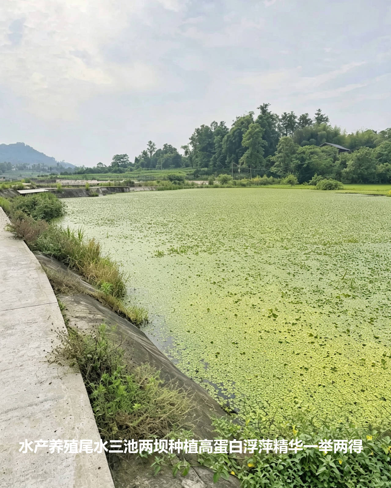 水產(chǎn)養(yǎng)殖尾水三池兩壩種植高蛋白浮萍精華一舉兩得.jpg