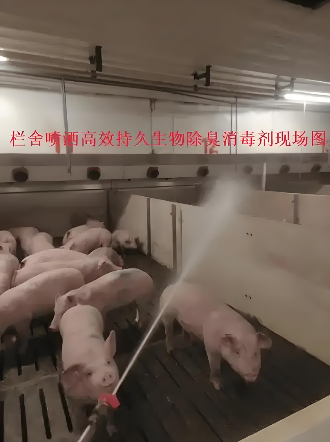 豬舍內(nèi)噴灑高效持久生物除臭消毒劑.jpg