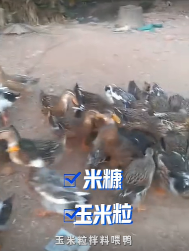 QQ瀏覽器截圖20260821223422.png