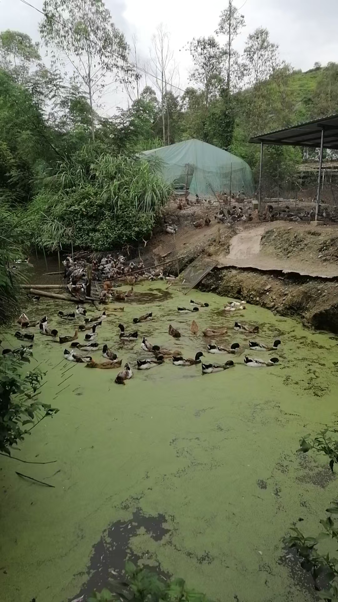 鴨子吃浮萍.jpg