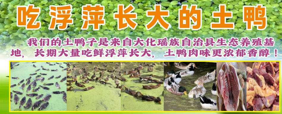 吃浮萍長大的鴨.jpg