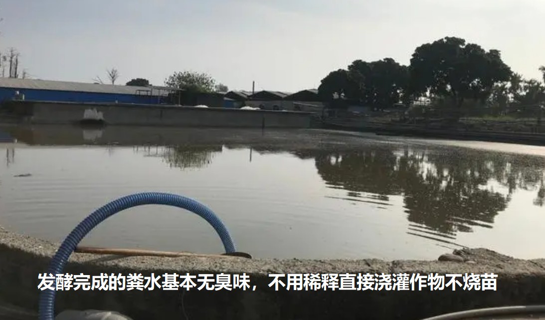 發(fā)酵完成的糞水基本無臭味，不用稀釋直接澆灌作物不燒苗.jpg