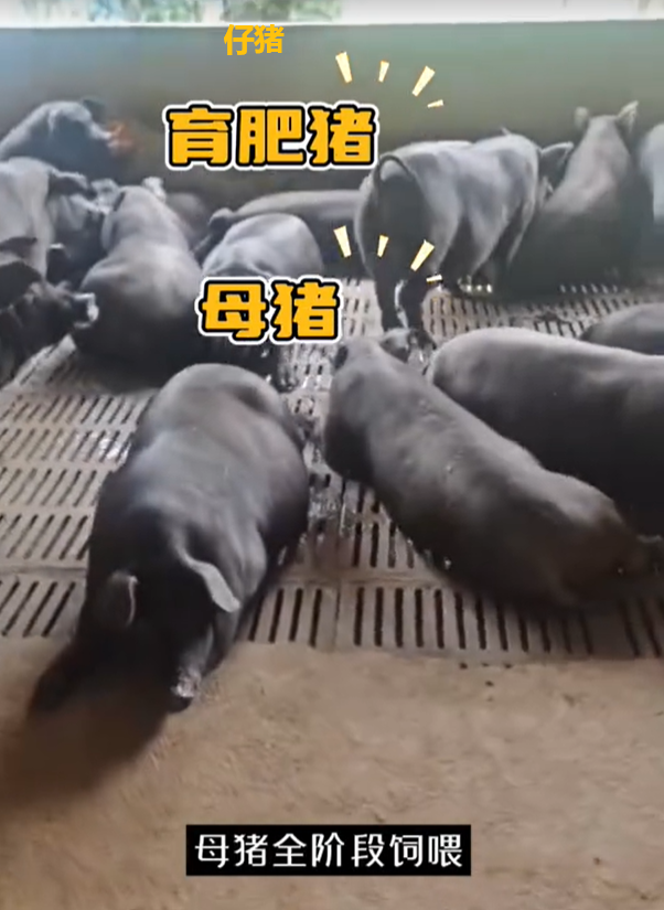 QQ瀏覽器截圖20260902225851.png