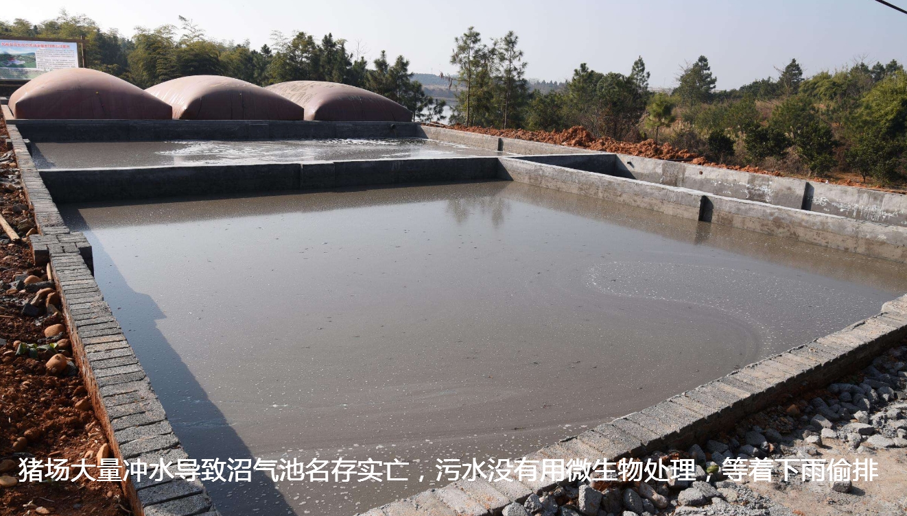 養(yǎng)豬場等著偷排污水.jpg