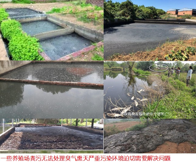 一些養(yǎng)殖場糞污無法處理臭氣熏天嚴(yán)重污染環(huán)境迫切需要解決問題.jpg